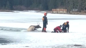Elk rescued from frozen river in Banff