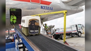 FILE - An American Airlines grounds crew FILE - An American Airlines grounds crew unloads a dog from the cargo area of an arriving flight, Aug. 1, 2012, at John F. Kennedy International Airport in New York. American Airlines is relaxing part of its pet policy to let owners bring their companion and a full-size carry-on bag into the cabin. (AP Photo/Mary Altaffer, File) of an arriving flight, Aug. 1, 2012, at John F. Kennedy International Airport in New York. American Airlines is relaxing part of its pet policy to let owners bring their companion and a full-size carry-on bag into the cabin. (AP Photo/Mary Altaffer, File)