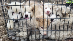 York Regional Police say six Husky-like puppies were found abandoned on the side of the road in King Township Tuesday April 2, 2024. (Handout /YRP)