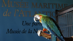 Merlin the macaw is seen at the Maritime Museum of the Atlantic in Halifax in a 2014 handout photo. A macaw in Nova Scotia that has been showing signs of depression is now heading to Ontario for a possible change in scenery and to make new friends. THE CANADIAN PRESS/HO-Communications Nova Scotia 
