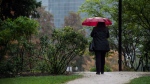 FILE - People with umbrellas walk through Queen's Park in Toronto, on Tuesday, September 25, 2018. THE CANADIAN PRESS/Christopher Katsarov 