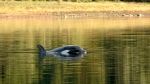 A female orphaned two-year-old orca calf known as kwiisahi?is or Brave Little Hunter, a name given by the Ehattesaht First Nation, continues to live in a lagoon near Zeballos, B.C., on Tuesday, April 9, 2024. THE CANADIAN PRESS/Chad Hipolito 