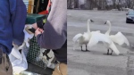 Swan mates reuniting in Bluffer's Park captured on video by Toronto Wildlife Centre volunteers (TWC). 
