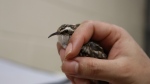 A tiny Brown Creeper recovers in the care of Toronto Wildlife Centre (TWC). 