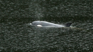 B.C. orca calf