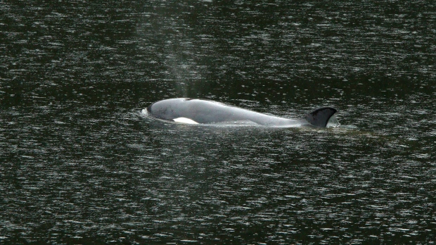B.C. orca calf