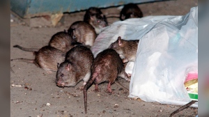 FILE - Rats swarm around a bag of garbage near a dumpster in New York, July 7, 2000. New York lawmakers are proposing rules to humanely drive down the population of rats and other rodents, eyeing contraception and a ban on glue traps as alternatives to poison or a slow, brutal death. (AP Photo/Robert Mecea, File)