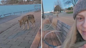 WATCH: Toronto woman's close encounter with coyote
