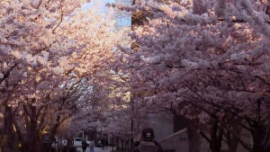 Cherry blossom season in Toronto