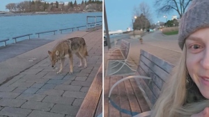 Coyote encounter near Ontario Place April 13