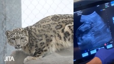Toronto Zoo says Jita the snow leopard expecting cubs | CP24.com