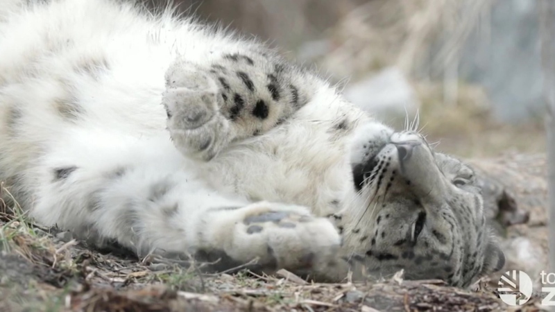 Jita The Snow Leopard 