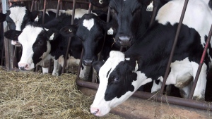 Cows are seen at a dairy farm on in Danville, Que., on August 11, 2015. THE CANADIAN PRESS/Ryan Remiorz
