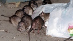 Rats swarm around a bag of garbage near a dumpster in New York, July 7, 2000. (Robert Mecea / AP Photo, File)