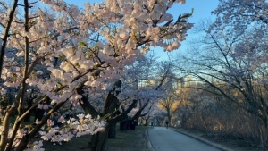 Cherry blossoms are seen at High Park on April 22, 2024. (Courtney Heels/ CP24)