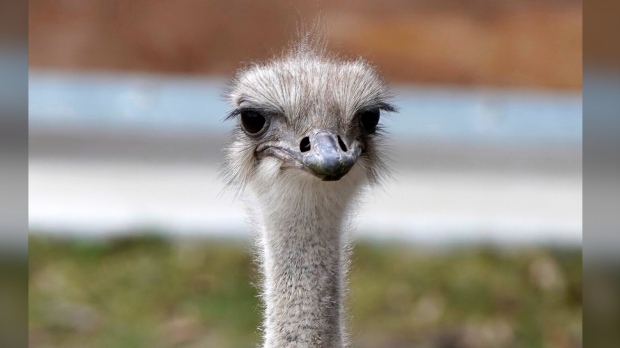 Karen the ostrich