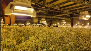 A cannabis grow-op with $8 million worth of marijuana plants was recently found inside an abandoned warehuse in Niagara Falls. (NRPS photo)