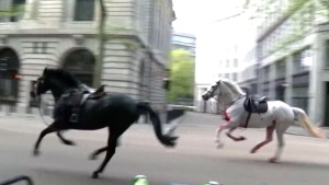 WARNING: Runaway military horses in London