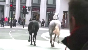Runaway military horses are seen in the streets of London, Wednesday, April 24, 2024.