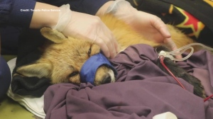 Dog blood transfusion saves poisoned fox