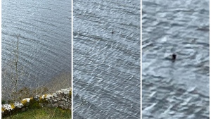 A Canadian couple, Parry Malm and Shannon Wiseman, living in Great Britain have been thrusted into the limelight after capturing images, as shown in this handout image, of what could be the famed Loch Ness Monster in Scotland. THE CANADIAN PRESS/HO-Parry Malm and Shannon Wiseman *MANDATORY CREDIT*