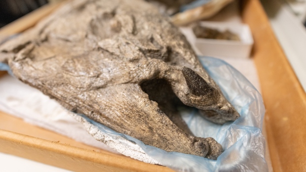 Estudio: el salmón prehistórico gigante tenía dientes en forma de colmillos para defenderse