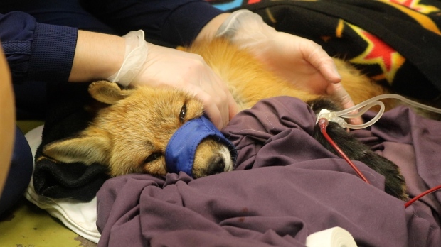 red fox dog blood transfusion