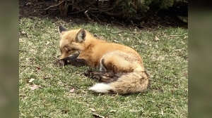A sick red fox was found on the road in North York on March 27. (TWC photo)