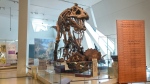 A representation of a Tyrannosaurus Rex stands in the "Age the Dinosaurs" Gallery at the Royal Ontario Museum, in Toronto, Tuesday, Dec. 12, 2023. THE CANADIAN PRESS/Chris Young