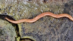 Ontario now home to hammerhead flatworms