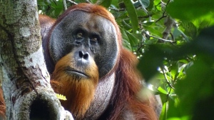 The male Sumatran orangutan treated a facial wound by chewing leaves from a climbing plant and repeatedly applying the juice to it. (Armas via CNN Newsource)
