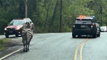 This image provided by the Washington State Patrol shows zebras that got loose Sunday, April 28, 2024, when the driver stopped at the Interstate 90 exit to North Bend, Wash., to secure the trailer in which they were being carried. (Rick Johnson/Washington State Patrol via AP)