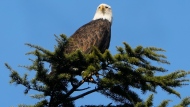 FILE - A bald eagle rests on a tree next to Union Bay, Tuesday, Jan. 16, 2024, in Seattle. (AP Photo/Lindsey Wasson) 