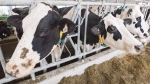 Dairy cows are seen at a farm in Sainte-Marie-Madelaine, Que. Friday, August 31, 2018. The Canadian government is expanding its surveillance program for a form of avian flu amid a growing outbreak in U.S. dairy cattle. THE CANADIAN PRESS/Ryan Remiorz