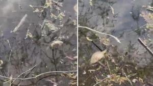 Dead fish found floating in High Park pond
