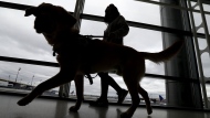 FILE - A trainer walks with a service dog through the Terminal C at Newark Liberty International Airport while taking part of a training exercise, Saturday, April 1, 2017, in Newark, N.J. All dogs coming into the U.S. from other countries must be at least 6 months old and microchipped, according to new government rules published Wednesday, May 8, 2024.  (AP Photo/Julio Cortez, File)