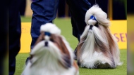 Comet, a Shih Tzu, right, competes in breed group judging at the 148th Westminster Kennel Club Dog show, Monday, May 13, 2024, at the USTA Billie Jean King National Tennis Center in New York. (AP Photo/Julia Nikhinson)
