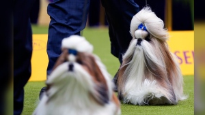 148th Westminster Kennel Club Dog show