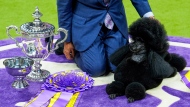Sage, a miniature poodle, poses for photos after winning best in show at the 148th Westminster Kennel Club dog show Tuesday, May 14, 2024, at the USTA Billie Jean King National Tennis Center in New York. (AP Photo/Julia Nikhinson) 