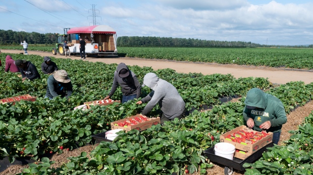 Migrant workers pick strawberries at a strawberry farm in Pont Rouge, Que., on August 24, 2021. THE CANADIAN PRESS/Jacques Boissinot

