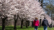 People walk past flowering cherry trees in Centennial Park, in Toronto on Monday, April 22, 2024. THE CANADIAN PRESS/Frank Gunn