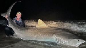 Fla. fisherman reel in 12-foot tiger shark
