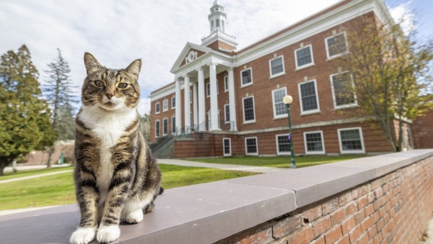 This photo provided by Vermont State University shows Max the Cat stands in front of Woodruff Hall at Vermont State University Castleton on on Oct. 12, 2023 in Castleton, Vt. Vermont State University's Castleton campus has bestowed the title of “Doctor of Litter-ature” on Max, a beloved member of its community, ahead of students' graduation on Saturday. The school is not honoring the feline for his mousing or napping but rather for friendliness. (Rob Franklin/Vermont State University via AP)