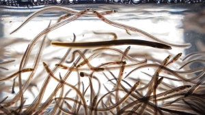 Baby eels, also known as elvers, swim in a tank after being caught in the Penobscot River, Saturday, May 15, 2021, in Brewer, Maine. The Department of Fisheries and Oceans says it seized 113 kilograms of baby eels worth about $500,000 during an inspection outside of Halifax on Friday. THE CANADIAN PRESS/AP-Robert F. Bukaty