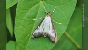 Invasive moth species on the rise in Canada