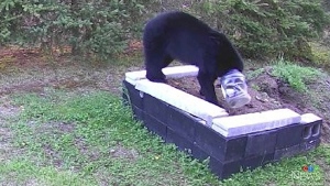 Bear safe disposal