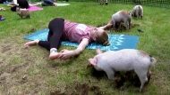 In this image taken from video, piglets interact with instructor Ashley Bousquet during an outdoor yoga class, Friday, May 17, 2024, in Spencer, Mass. (AP Photo)
