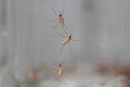 Mosquitoes cling to the inside of a jar loaded with repellent during a test as part of a tour of the Center for Disease Control laboratory, Thursday, April 4, 2024, in Fort Collins, Colo. (AP Photo/David Zalubowski)