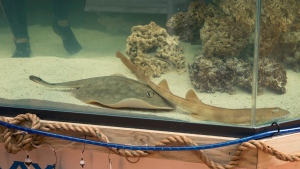 Charlotte, a round stingray, is shown in an undated photo at the Aquarium and Shark Lab by Team ECCO in Hendersonville, N.C. (Aquarium and Shark Lab by Team ECCO via AP)