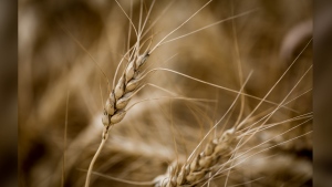 A head of wheat amongst a crop near Cremona, Alta., Tuesday, Sept. 19, 2023. THE CANADIAN PRESS/Jeff McIntosh
